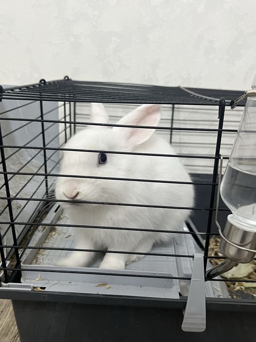 Декоративный кролик