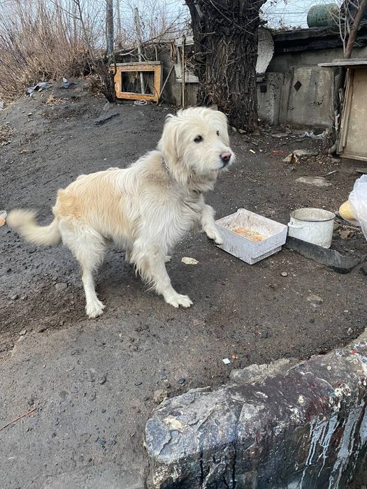 собака ищет хозяина