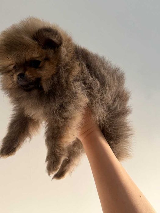 Померанчета на 2 месеца