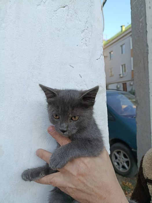 Пристраивается котёнок