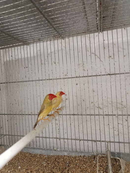 Vând masculi binseni/ păsări exotice