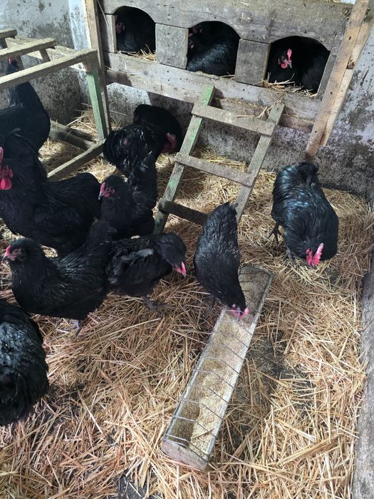 Ouă pentru incubator – Australorp original