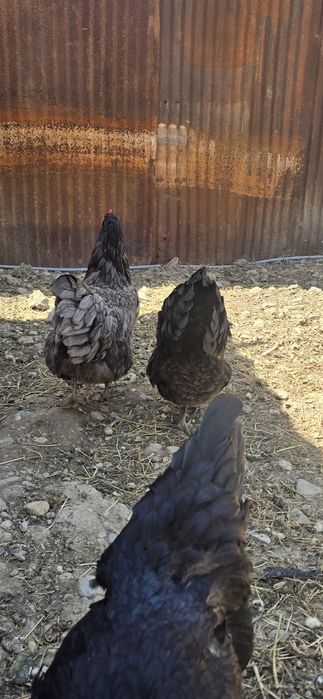 Oua de incubat australorp
