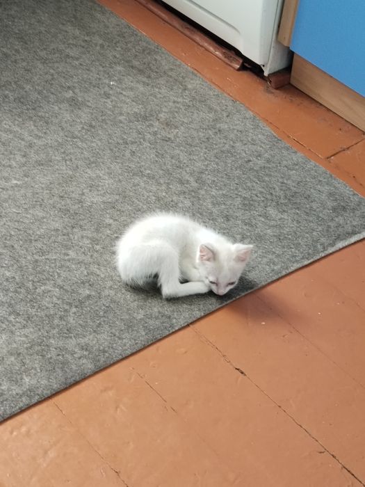 Отдам котёнка в добрые руки