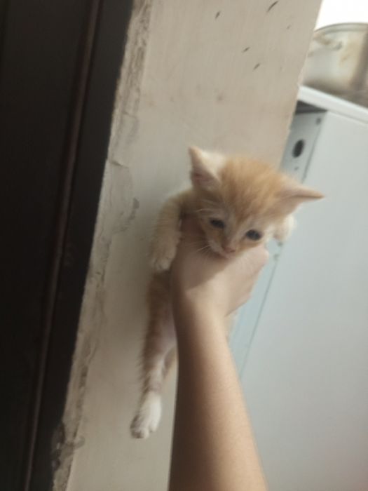 СРОЧНО!отдаю котят в добрые руки