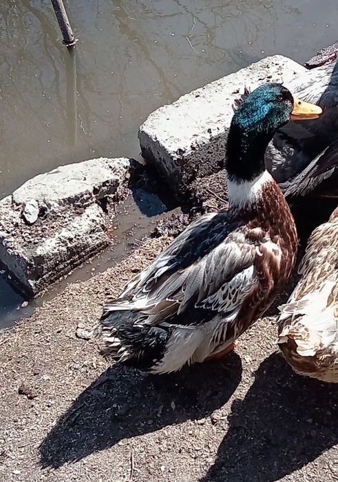 Продам молодого селезня