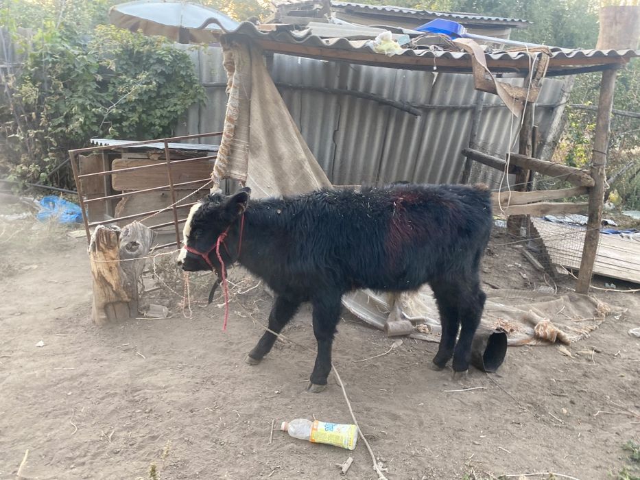 Продам 3 бычка звоните