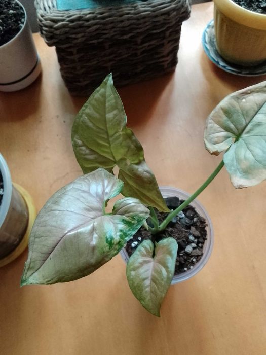 Сингониумы,монстеры,филодендроны,сциндаптусы