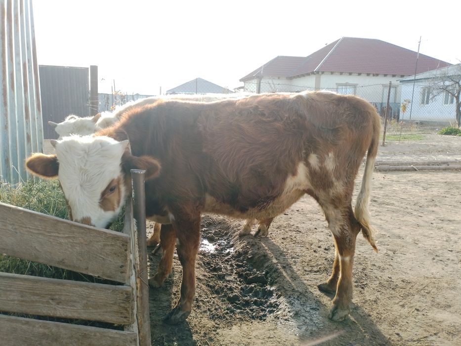 Он айлық бұқалар сатылады,