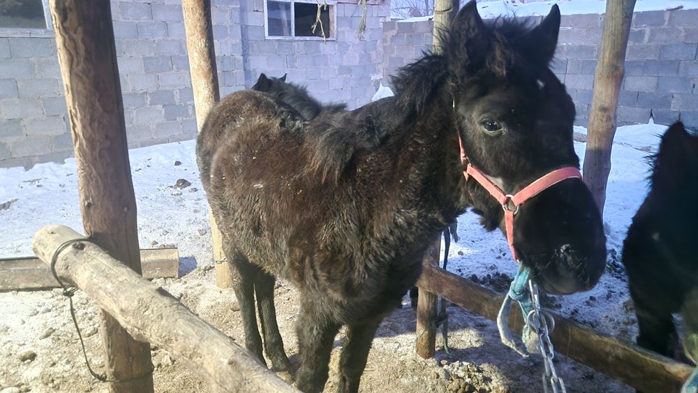 1 жасар тай сатылады