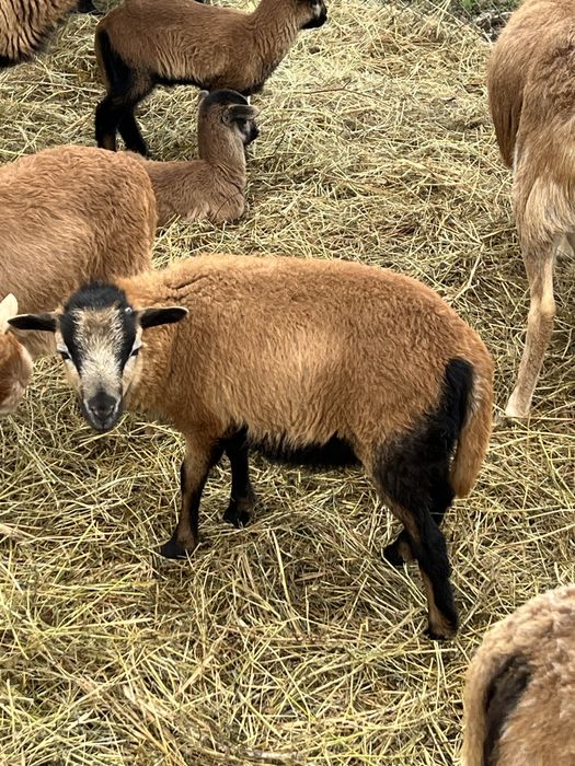 Vand  oi de  camerun