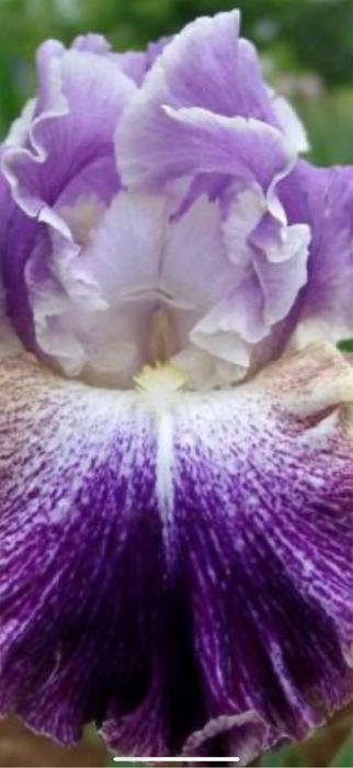 Bulbi de irisi 5 lei buc