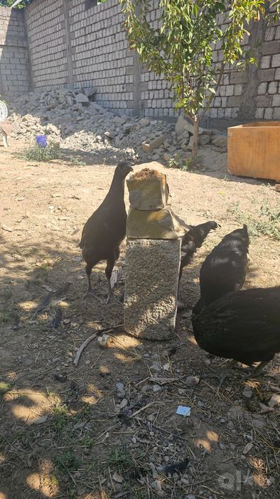 Australorp va Jersi gigant jo'jalari  sotiladi narxi 100 ming so'mdan