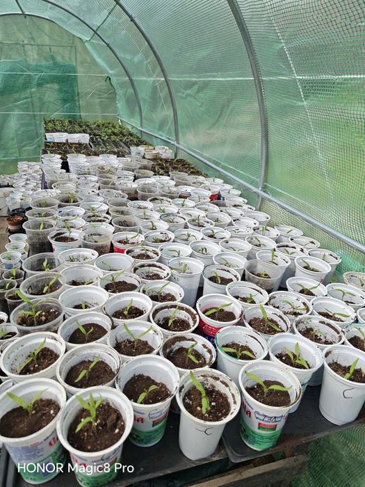 Разсад домати с уникални вкусови качества