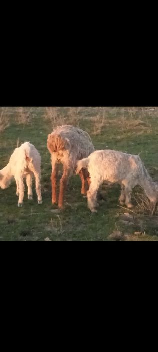 Продается козы.ешкилер сатылады