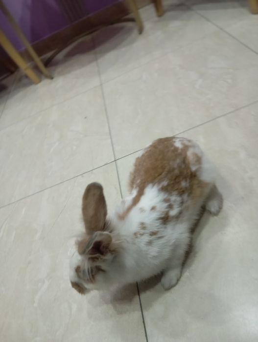 English Spot (английский пятнистый кролик)