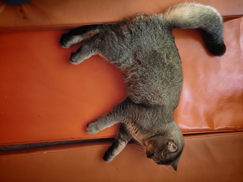 Кот породистый , красивый