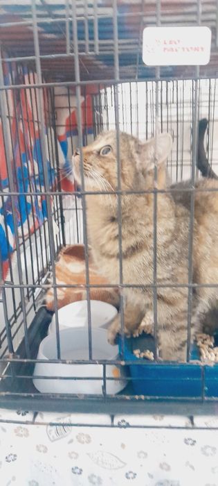 Отдадим кошку в добрые руки