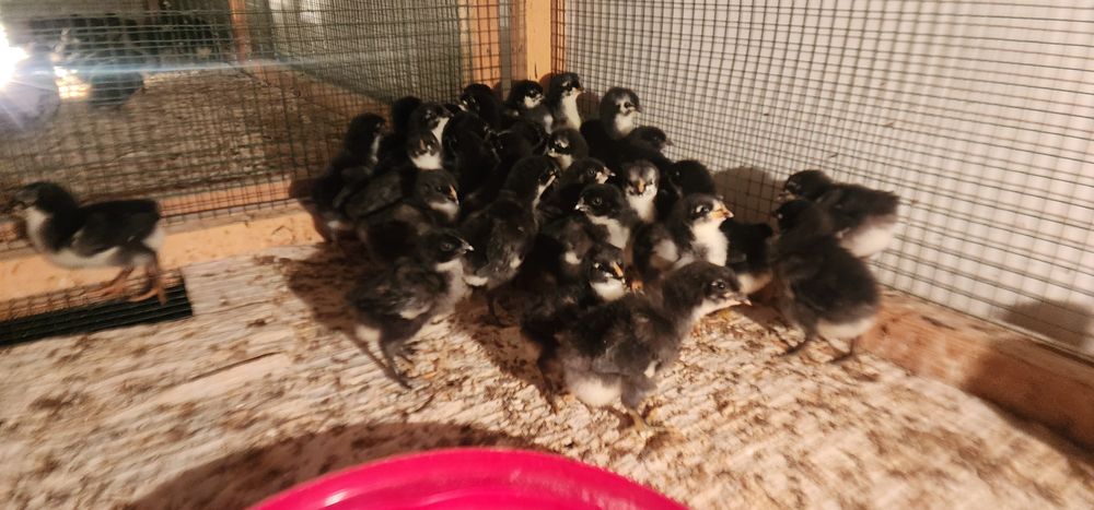 1 HAFTALIK JERSI GIGANT zotini JO‘JALARI Цыплята Джерсийский Гигант