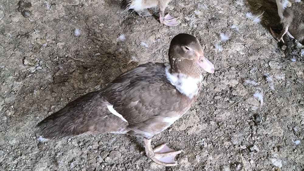 Продам Индоуток.