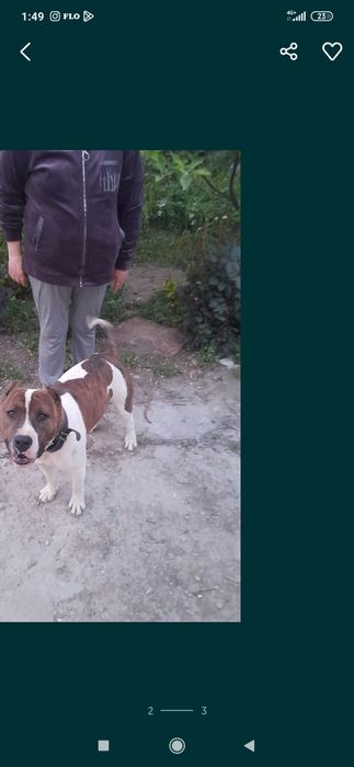 Стафордширский терьер на вязку