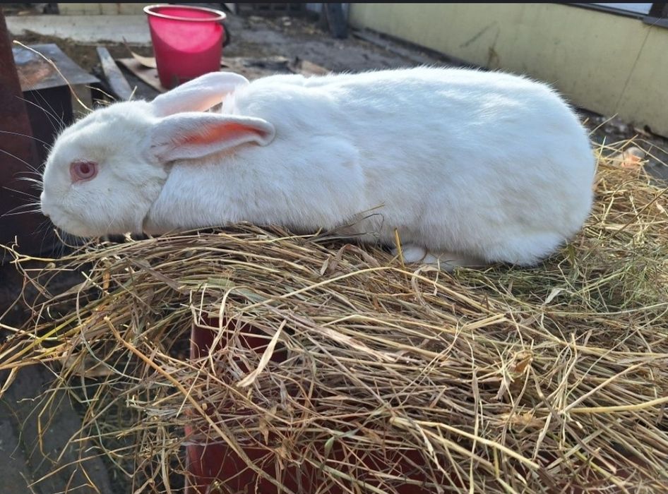 Продам молодых кролих