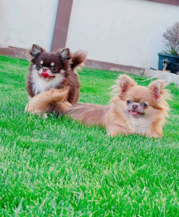 Мъжко дългокосместо мини чихуахуа бял шоколадов тен