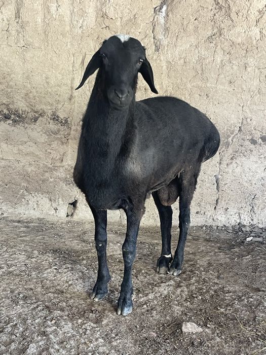 Yosh qochqor sotiladi