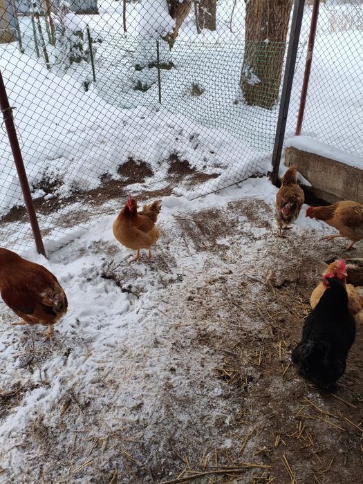 Инкубационные яица домашних кур