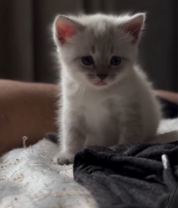 Продам котят британцы