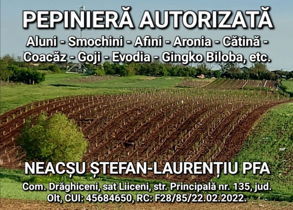 Puieti de alun certificati. Pepiniera autorizata.