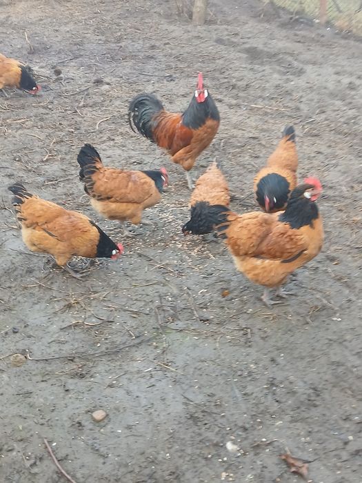 Familie de găini vorverk