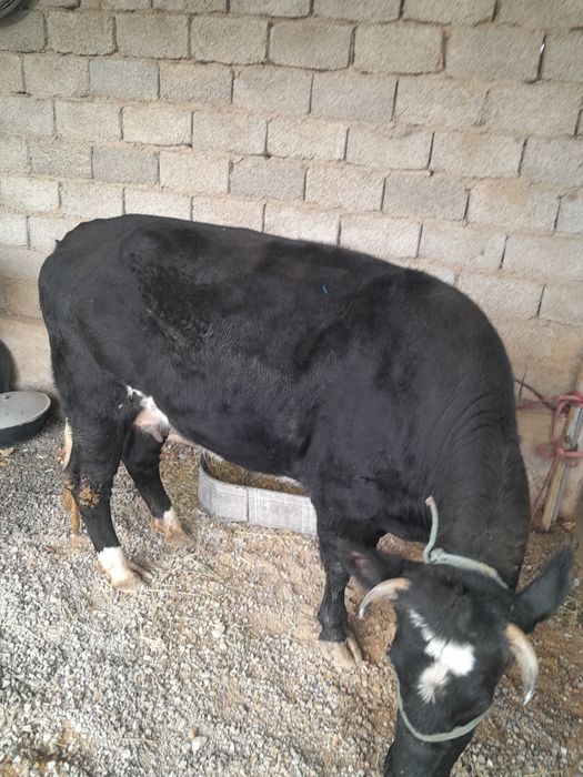 Сиыр 3 жасар семіз