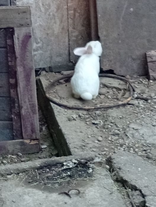 De vănzae 4 iepuroi