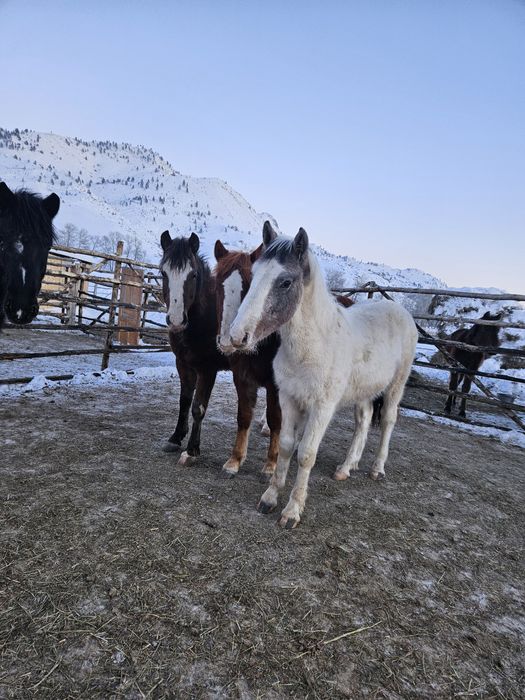 Продам жеребчиков