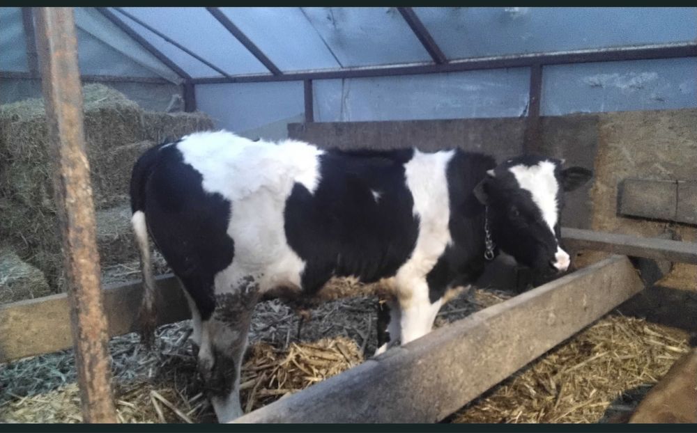 Vand tauras 8 luni albastru belgian