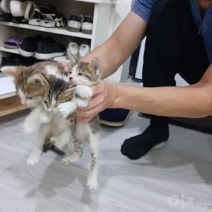 Отдам в добрые и заботливые руки очаровательных котят бесплатно!