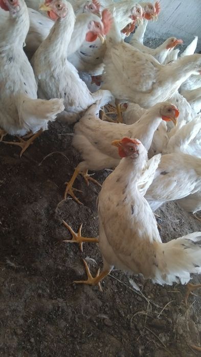 Ломан сендилар сотилади хурозлар