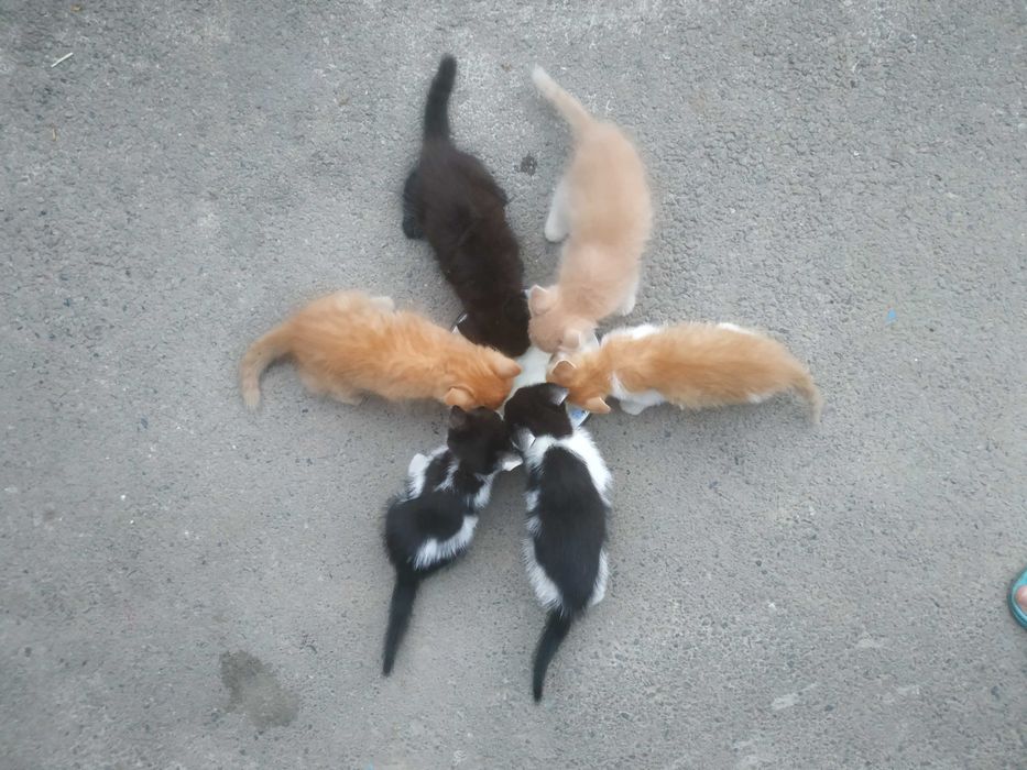 Котики в любящие руки