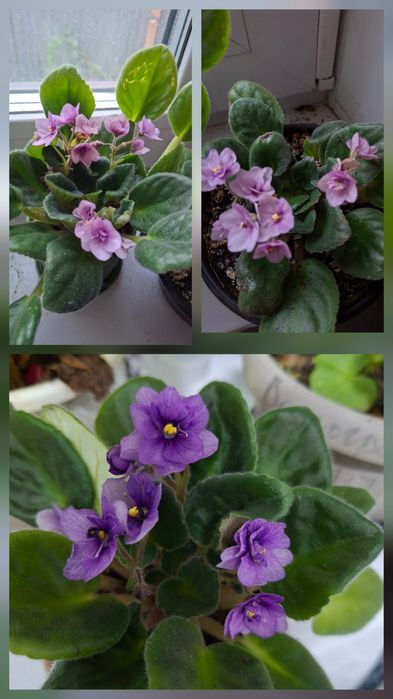 Фиалка Поль Баньян