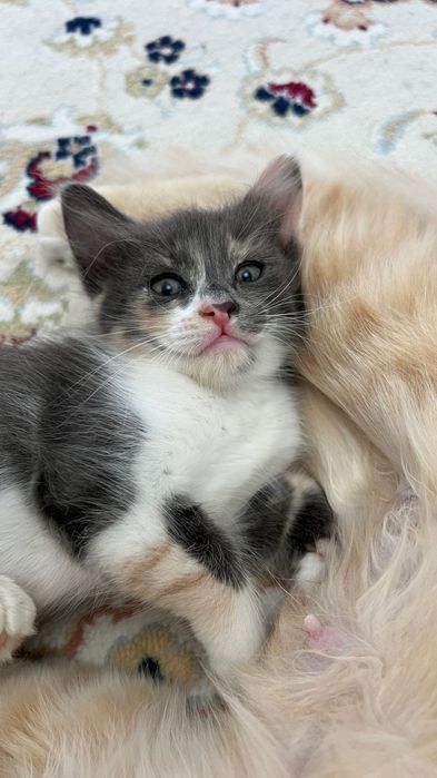 Котенок в добрые руки