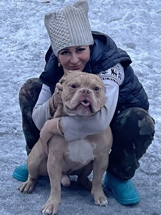 Кобели американский булли для вязки