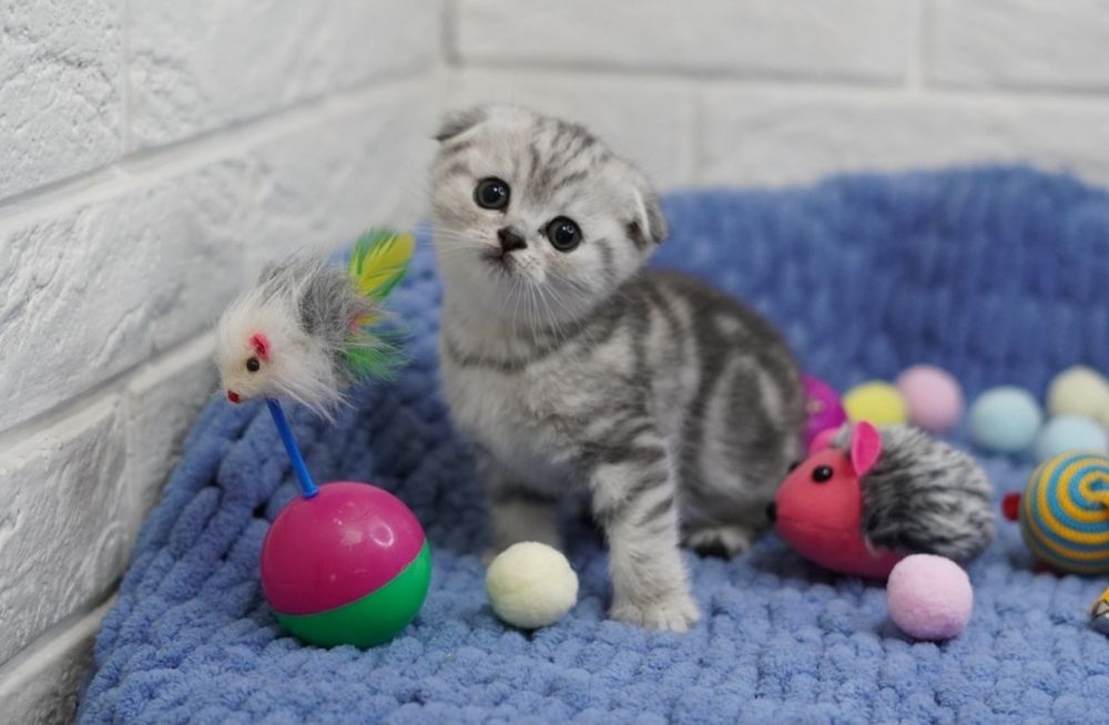 Очаровательные Вислоухие Котята Скоттиш Фолд