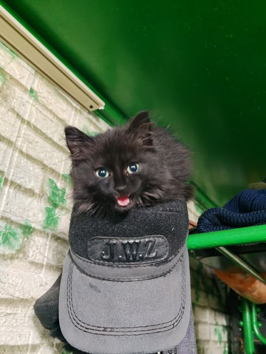 Отдадим в добрые руки