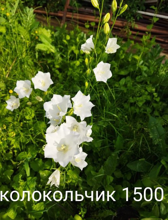 Продам цветы многолетний