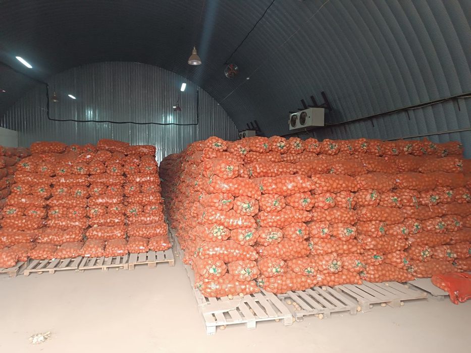 Картошка картошка