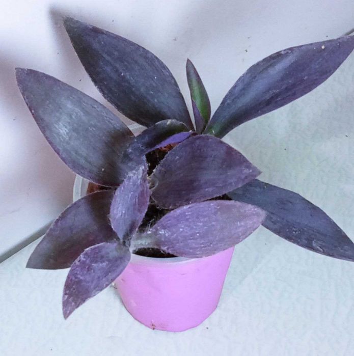 Продам. Для любителей выращивания цветов от маленьких до больших.