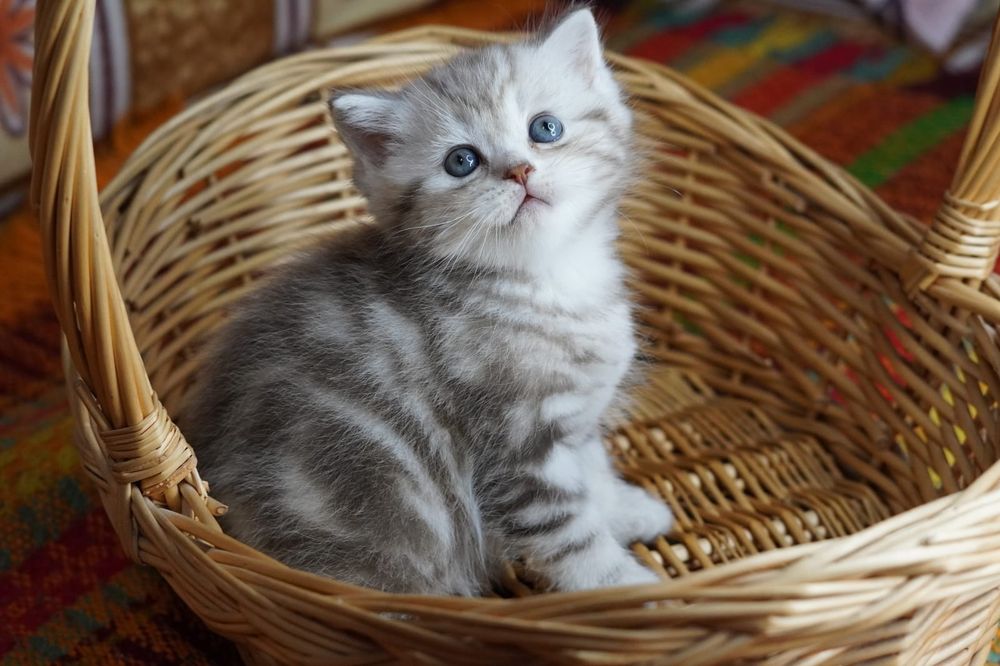 Котята Шотландские скоттиш Фолд и страйт