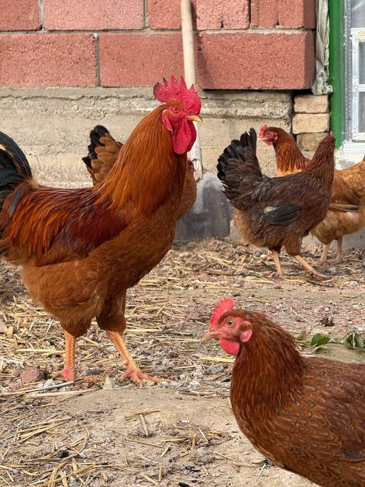 Цыплята, яйцо инкубационное породы Хан Хяп 3 (ТодЖон)