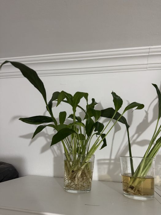 Женское счастье комнатные цветы